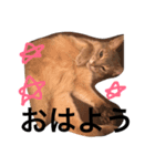 はぎわら家のねこたち（個別スタンプ：8）
