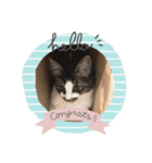 猫たまらーん（個別スタンプ：1）