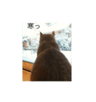 猫たまらーん（個別スタンプ：3）