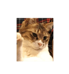 猫たまらーん（個別スタンプ：4）