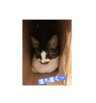 猫たまらーん（個別スタンプ：5）