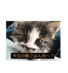 猫たまらーん（個別スタンプ：6）