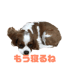 キャバリア♡プリンちゃん（個別スタンプ：3）