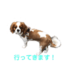 キャバリア♡プリンちゃん（個別スタンプ：7）