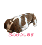 キャバリア♡プリンちゃん（個別スタンプ：15）