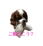 キャバリア♡プリンちゃん（個別スタンプ：31）