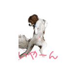 キャバリア♡プリンちゃん（個別スタンプ：36）