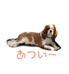 キャバリア♡プリンちゃん（個別スタンプ：37）
