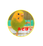 インコちゃんの日常 2（個別スタンプ：3）