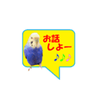 インコちゃんの日常 2（個別スタンプ：4）