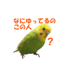 インコちゃんの日常 2（個別スタンプ：5）