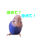 インコちゃんの日常 2（個別スタンプ：6）