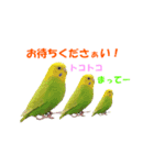 インコちゃんの日常 2（個別スタンプ：7）