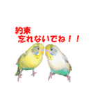 インコちゃんの日常 2（個別スタンプ：8）