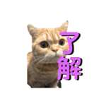 マンチカンのチョコたん（個別スタンプ：1）