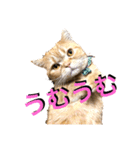 マンチカンのチョコたん（個別スタンプ：3）