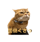 マンチカンのチョコたん（個別スタンプ：6）