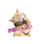 マンチカンのチョコたん（個別スタンプ：9）