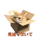 マンチカンのチョコたん（個別スタンプ：10）
