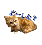 マンチカンのチョコたん（個別スタンプ：13）