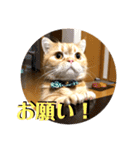 マンチカンのチョコたん（個別スタンプ：16）