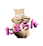 マンチカンのチョコたん（個別スタンプ：21）
