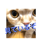 マンチカンのチョコたん（個別スタンプ：22）