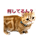 マンチカンのチョコたん（個別スタンプ：23）