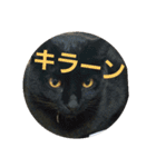 とらくろの日常（個別スタンプ：1）