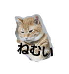 とらくろの日常（個別スタンプ：7）