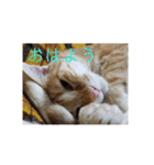 とらくろの日常（個別スタンプ：8）