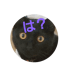 とらくろの日常（個別スタンプ：9）