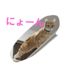 とらくろの日常（個別スタンプ：13）