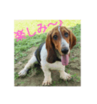 バセットハウンド・シェリーちゃん その2（個別スタンプ：8）