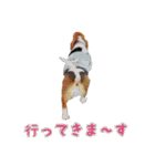 バセットハウンド・シェリーちゃん その2（個別スタンプ：9）