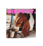 バセットハウンド・シェリーちゃん その2（個別スタンプ：10）