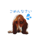 バセットハウンド・シェリーちゃん その2（個別スタンプ：11）