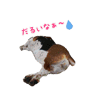 バセットハウンド・シェリーちゃん その2（個別スタンプ：13）