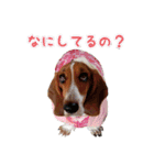 バセットハウンド・シェリーちゃん その2（個別スタンプ：14）