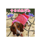 バセットハウンド・シェリーちゃん その2（個別スタンプ：15）