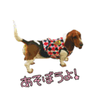 バセットハウンド・シェリーちゃん その2（個別スタンプ：16）