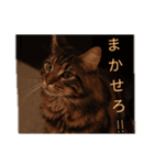 ZOO 2018-4Q（個別スタンプ：3）
