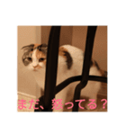 ZOO 2018-4Q（個別スタンプ：7）