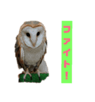 ZOO 2018-4Q（個別スタンプ：15）