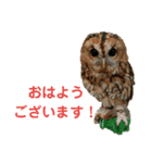 ZOO 2018-4Q（個別スタンプ：16）