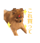 モコのわがまま（個別スタンプ：1）