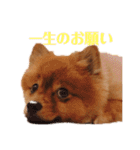 モコのわがまま（個別スタンプ：2）