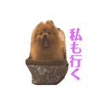 モコのわがまま（個別スタンプ：4）