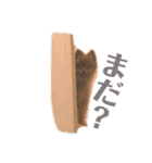 モコのわがまま（個別スタンプ：16）