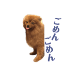 モコのわがまま（個別スタンプ：17）